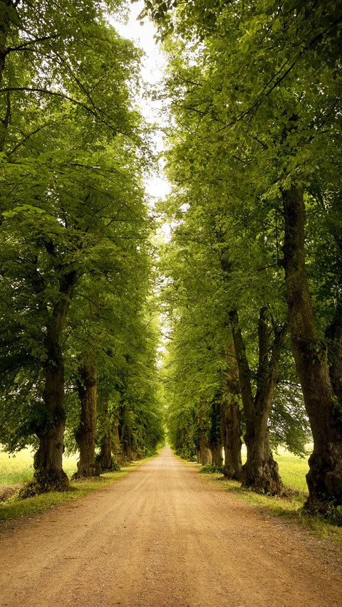 Forest Country screenshot