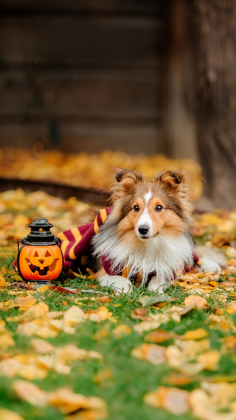 Dog in scarf with pumpkin. Halloween screenshot