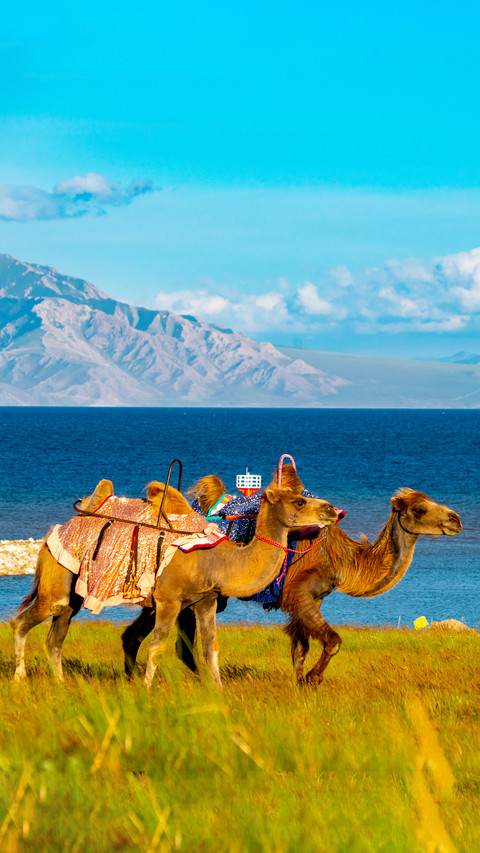 Sailimu lake and camels screenshot
