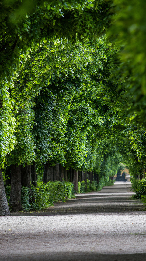 The woods in schonbrunn palace park screenshot