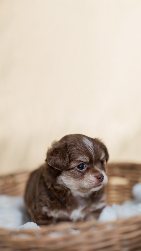 Chihuahua puppy Brown screenshot