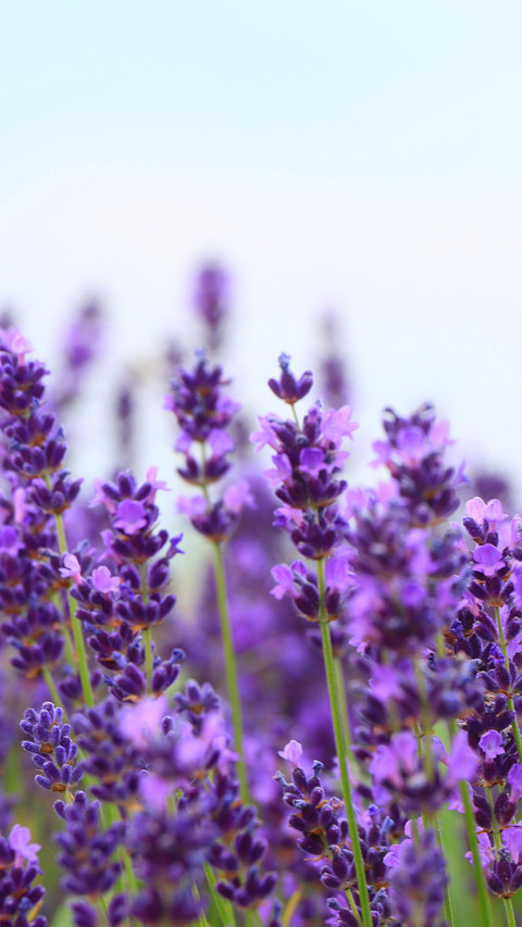 Purple plants in the field screenshot
