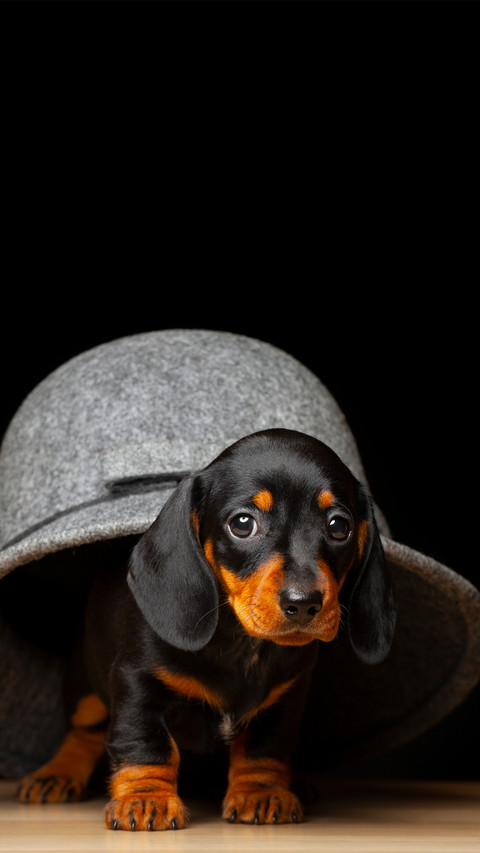 The little dog under the hat screenshot