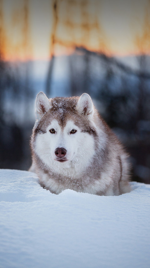 A Cute Sled Dog Lying in The Snow screenshot