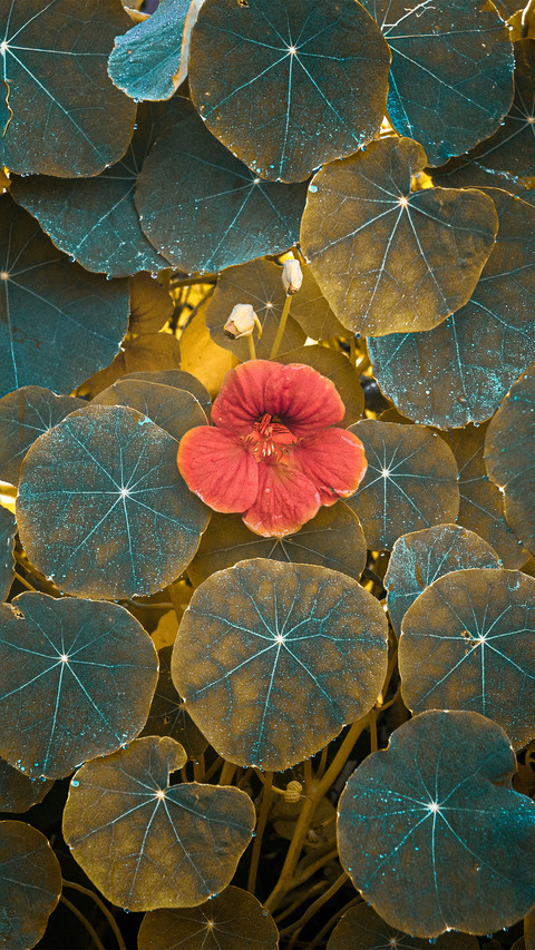 Those leaves screenshot