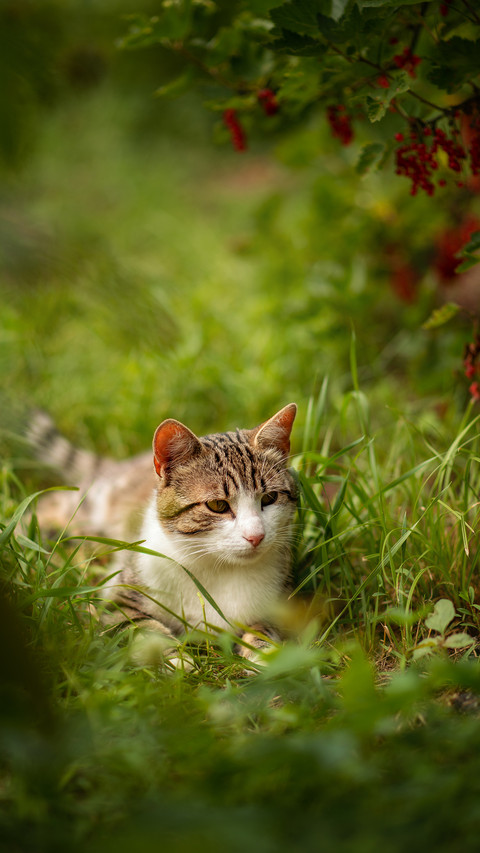 Photo of a striped cat near a red currant bush screenshot