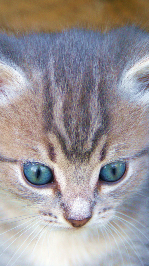 113202_1440x2560.jpg screenshot