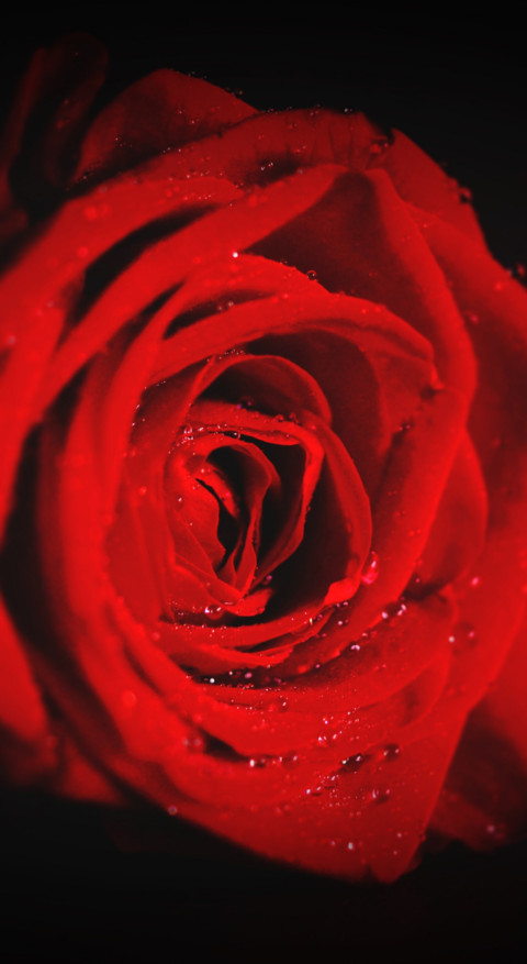 Red Roses (27) screenshot