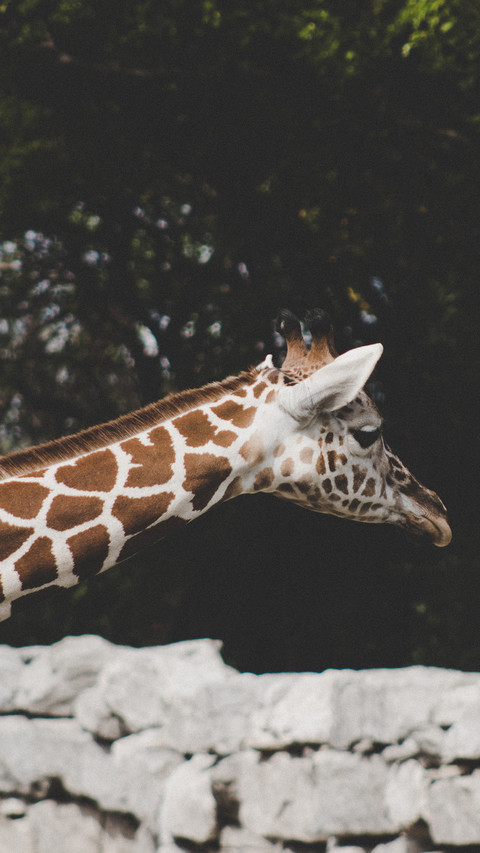 international_giraffe screenshot
