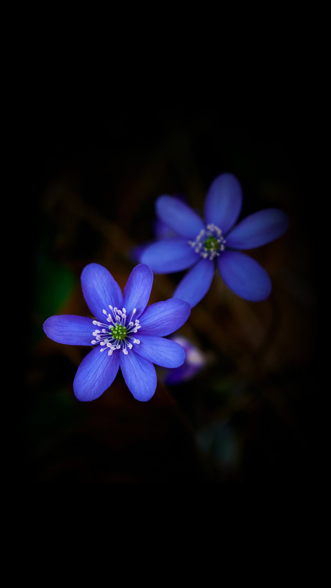 孤芳自赏 screenshot