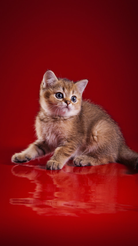 Bright Eyes, Alert Ears: A Kitten's Charm screenshot