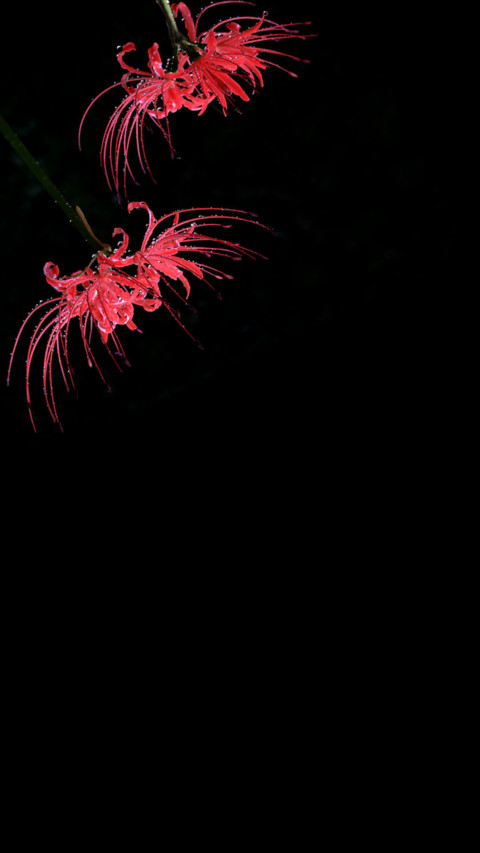 彼岸花 screenshot
