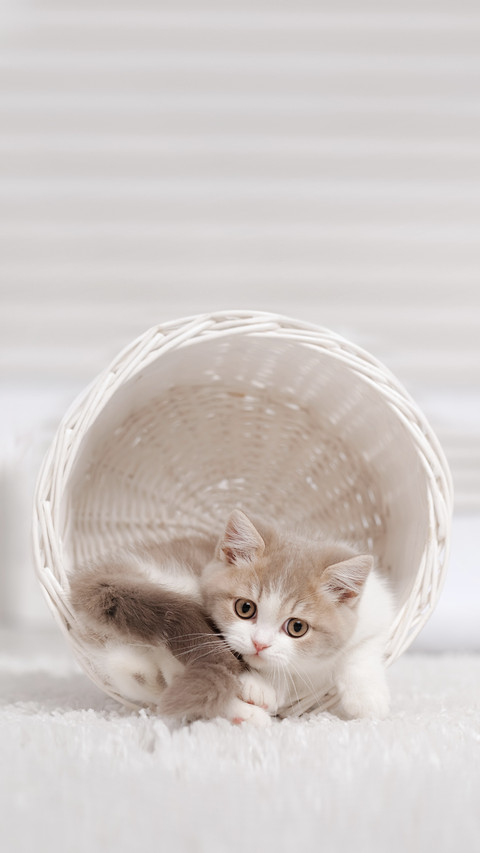 Small Kitten in a White Basket screenshot
