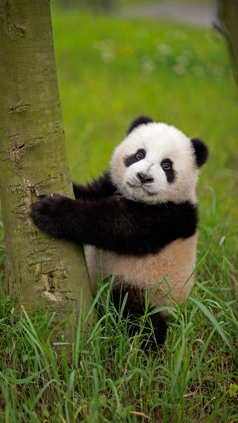 Why are pandas black and white 10 screenshot