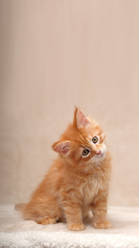 Funny red maine coon kitten sitting with blanket screenshot