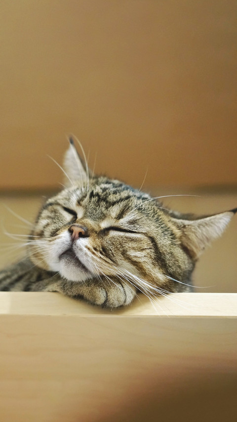 Sleeping cat 20 screenshot
