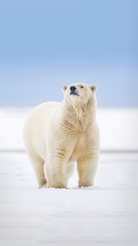 Polar bears are not white screenshot
