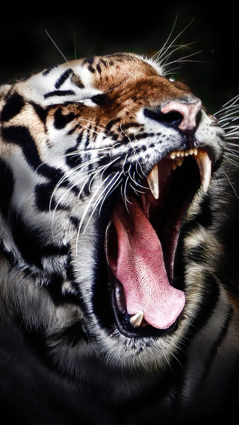 tiger (4) screenshot