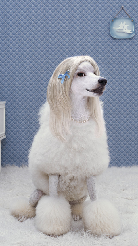 聪明的贵宾犬 screenshot