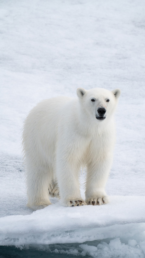 Polar bears actually have black skin screenshot