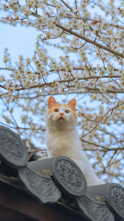 猫咪闲趣 screenshot