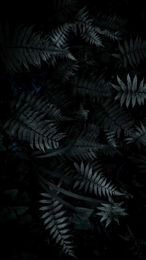 探秘雨林 screenshot