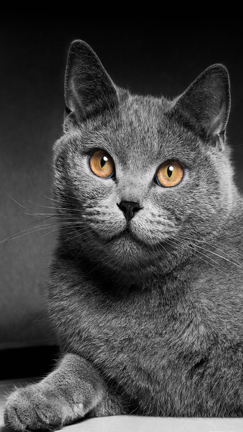 渐银黑猫-顶晟科技 screenshot
