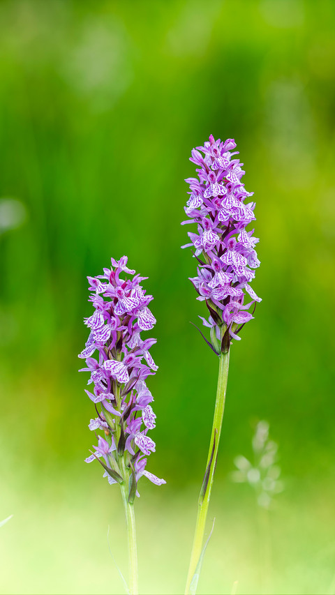 Tall stem orchid screenshot