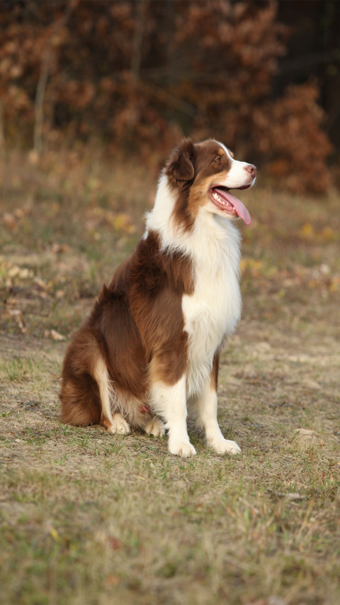 Dog (11) screenshot