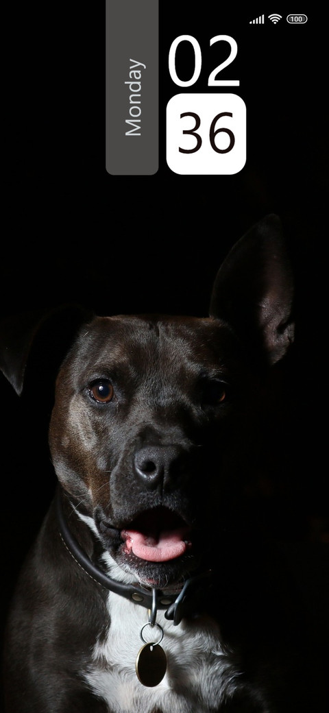Lazy Dog screenshot