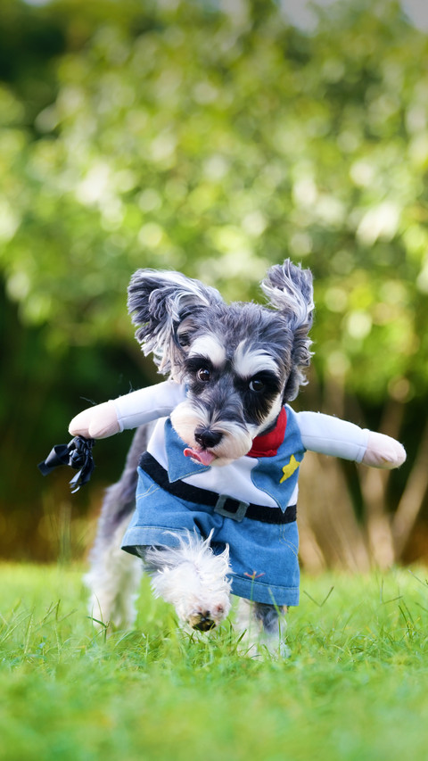 Do dogs need clothes in cold weather 64 screenshot