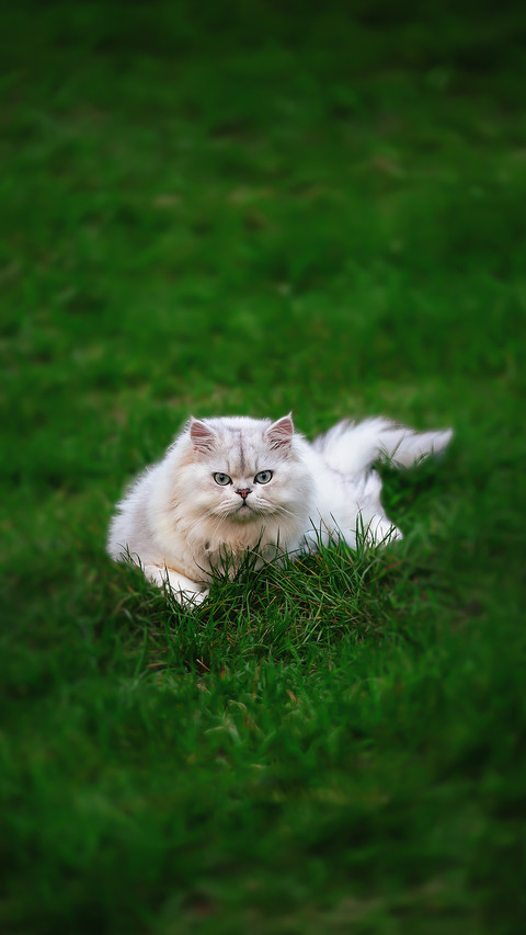 A cat pushing things is not because it has bad hands screenshot
