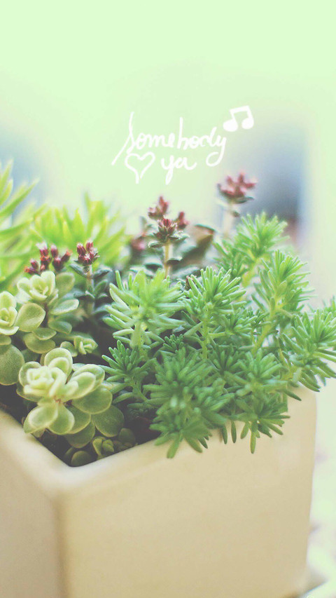 Plant word screenshot