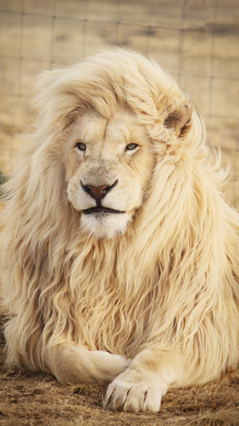 King Of Jungle (1) screenshot