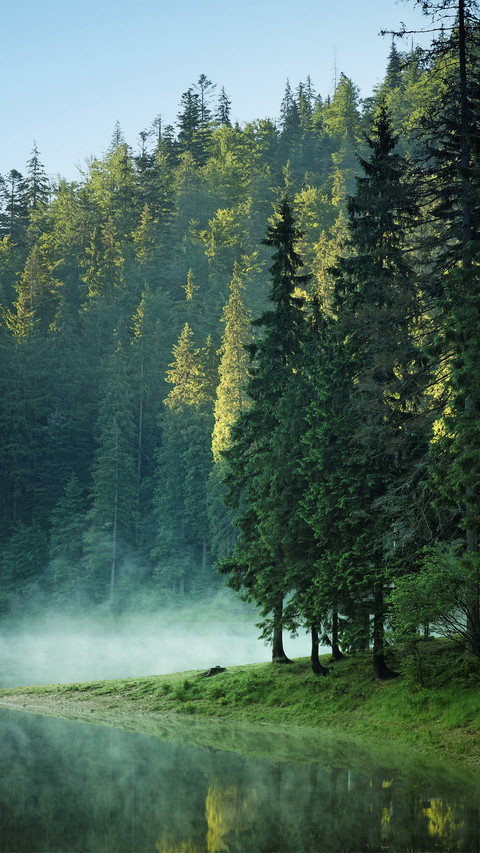 Pine forest screenshot