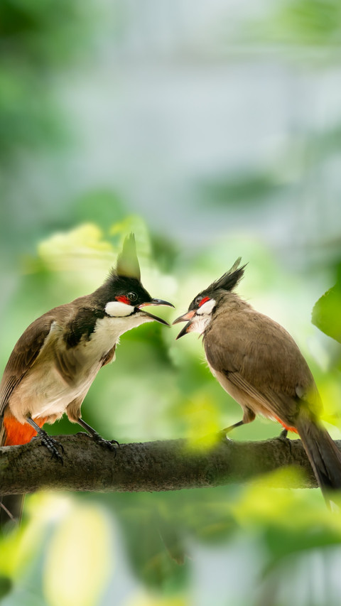 Fuzhou red ear 鹎 perches on the branch screenshot
