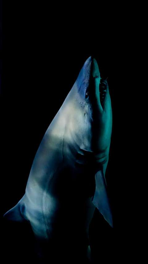 Marine Life (17) screenshot