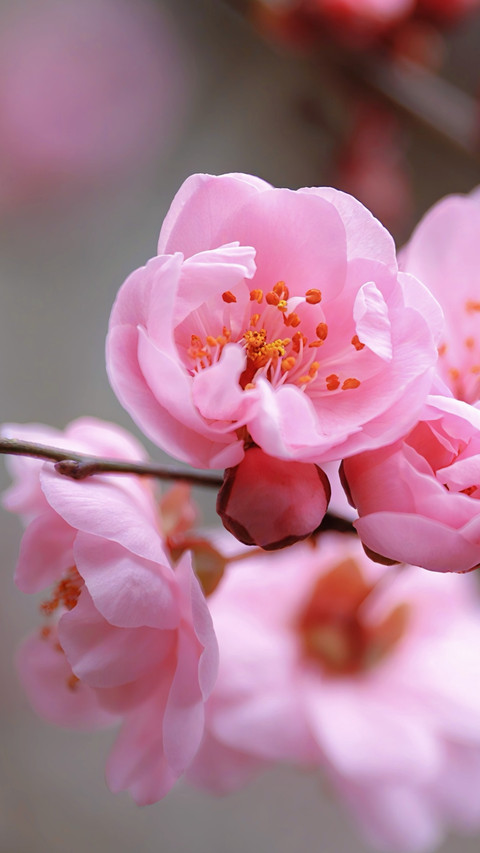 The pink petals are fluttering and the spring atmosphere screenshot
