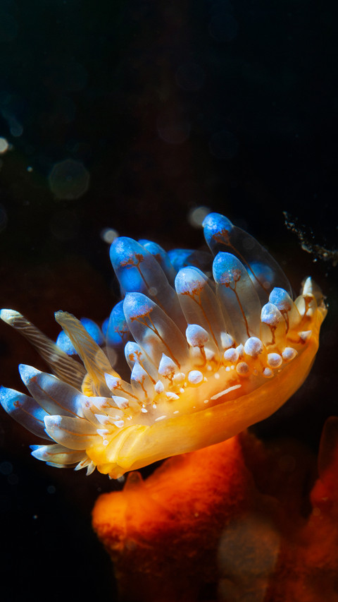 Underwater creatures such as sea slugs screenshot
