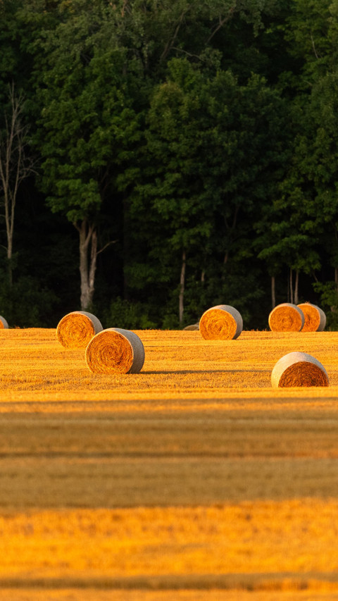 Rural agricultural landscape of Ontario province screenshot