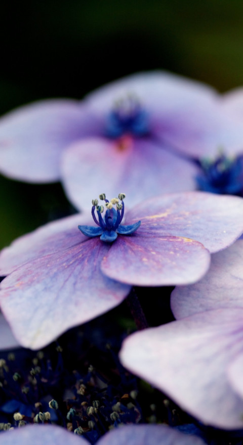 Macro Photography (12) screenshot