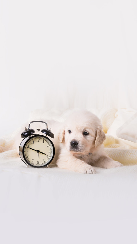 Cute little golden retriever puppy with  alarm clock screenshot