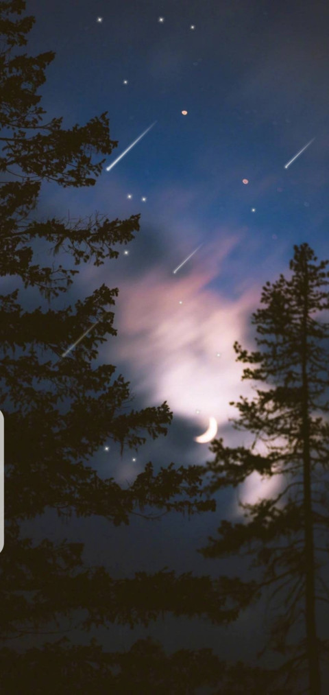 星树 screenshot