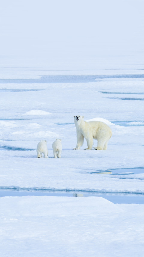 Polar Bear Mother and Twin Cubs on the Pack Ice screenshot