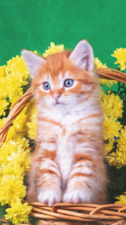 The kitten and the yellow chrysanthemum screenshot