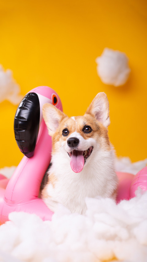 Unveiling the psychology of dogs screenshot
