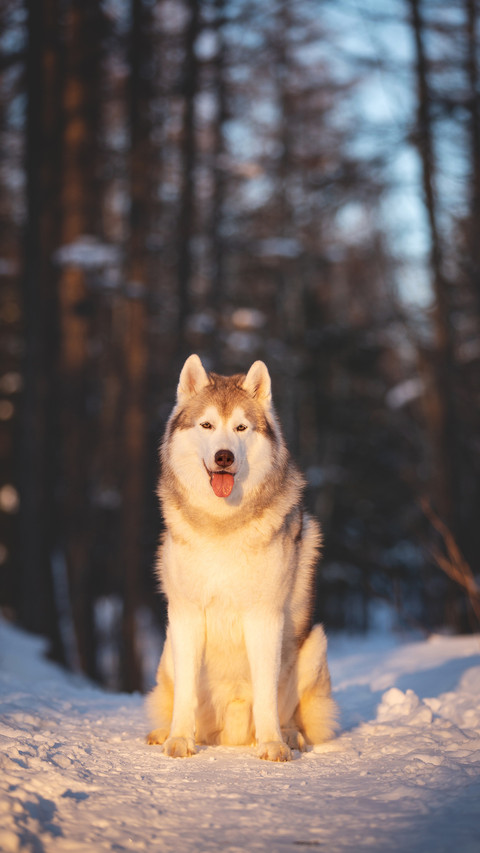 Young and free Siberian Husky dog sitting on the snow screenshot