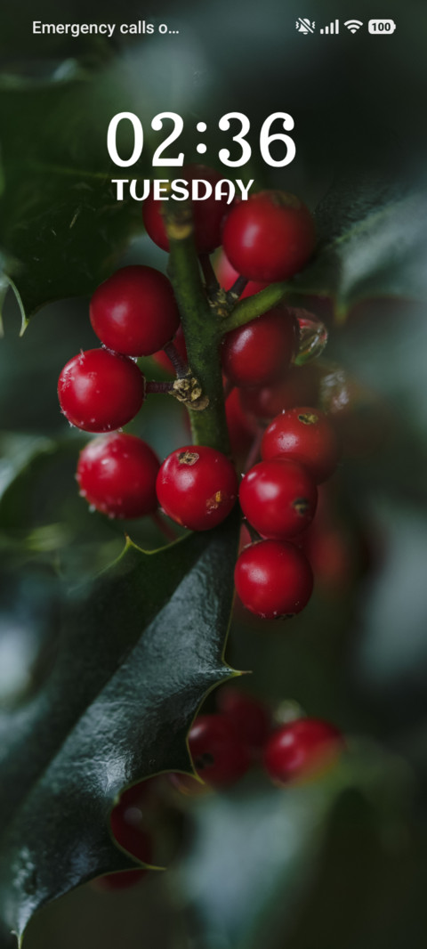 Winter Berries screenshot