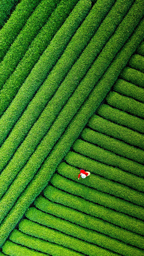 Salute to every tea farmer screenshot