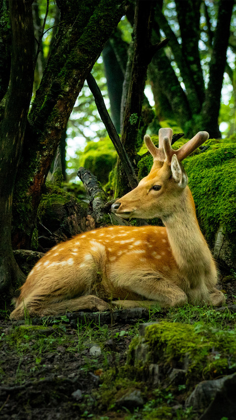 Sika deer in the forest screenshot